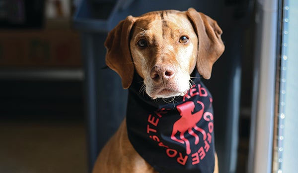 Red Dog Coffee Roasters cares for Vizsla, athletic communities
